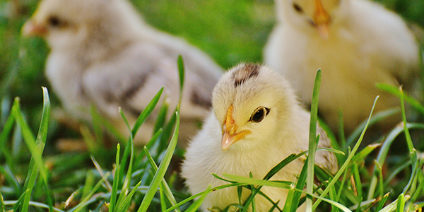 Aves